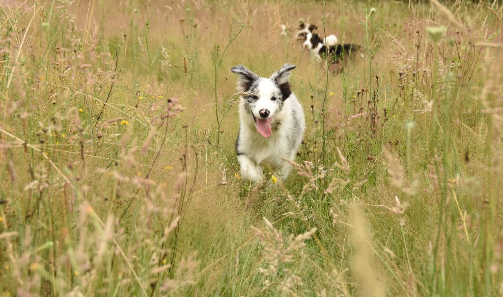 des Collines de Sagne - Border Collie - Portée née le 03/03/2024