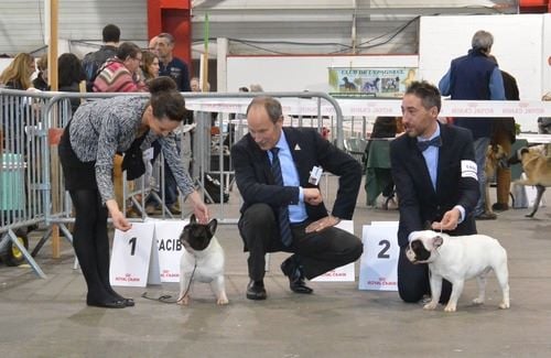 Du murat - expo de perigueux le 8 mars 2015