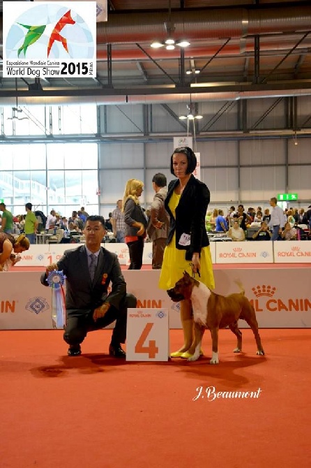 Celia's Blue Eyes - WORLD DOG SHOW 2015 MILAN