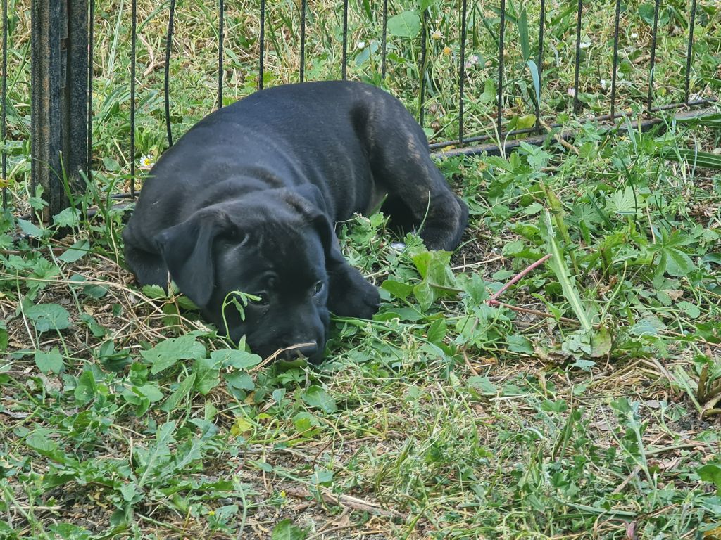 du domaine de la fleur royale - Adorables chiots staffies  mâles excellentes morphologies nés de paren