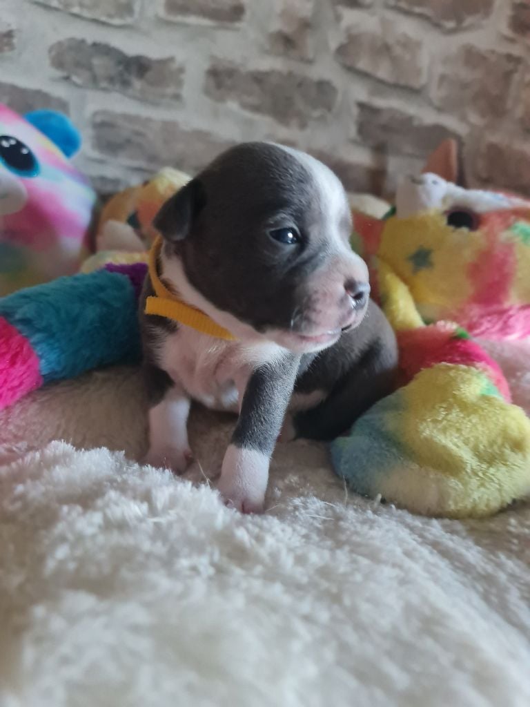 du domaine de la fleur royale - Chiots disponibles - Staffordshire Bull Terrier