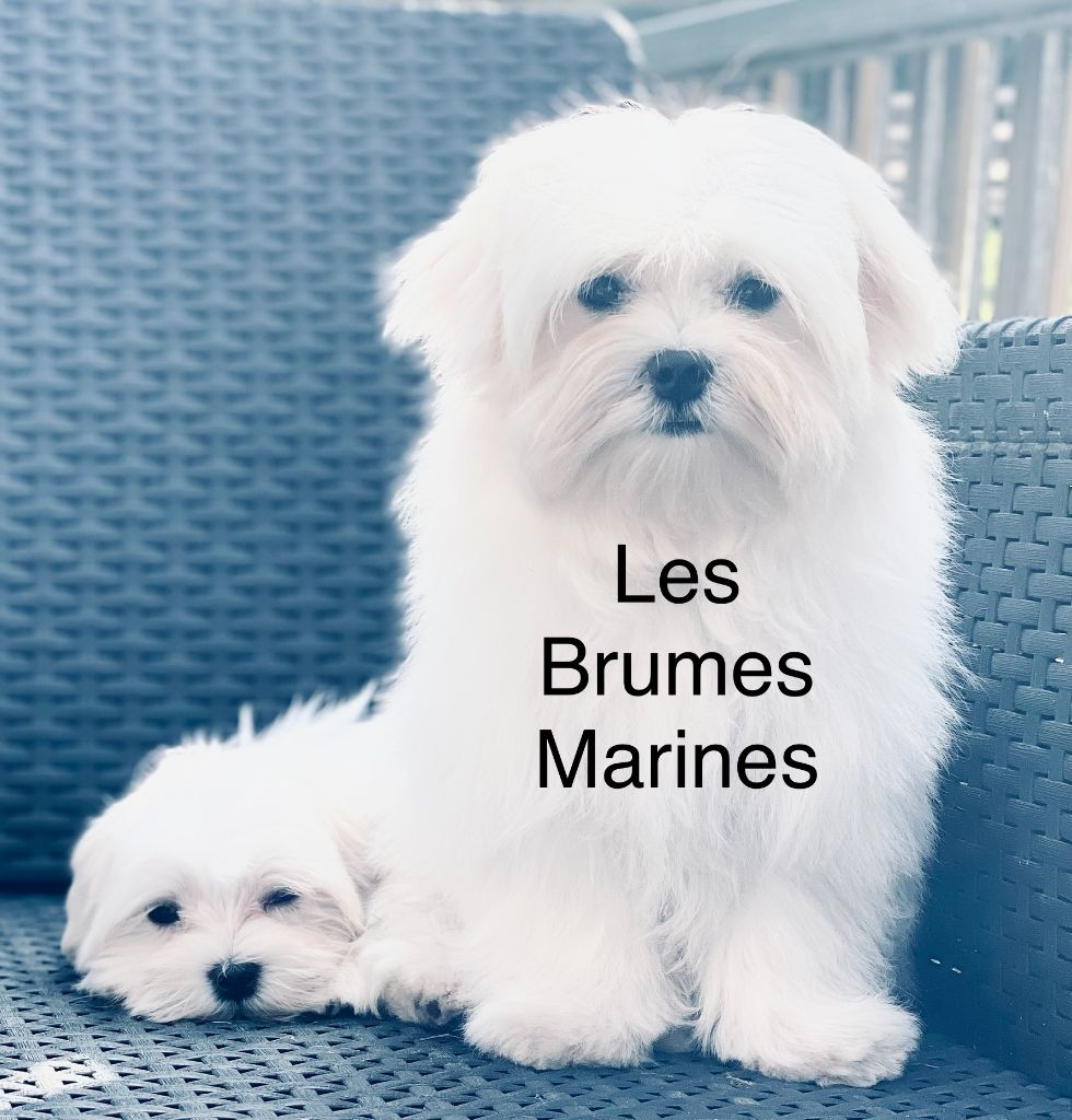 Des bébés Maltais bien désirés,...