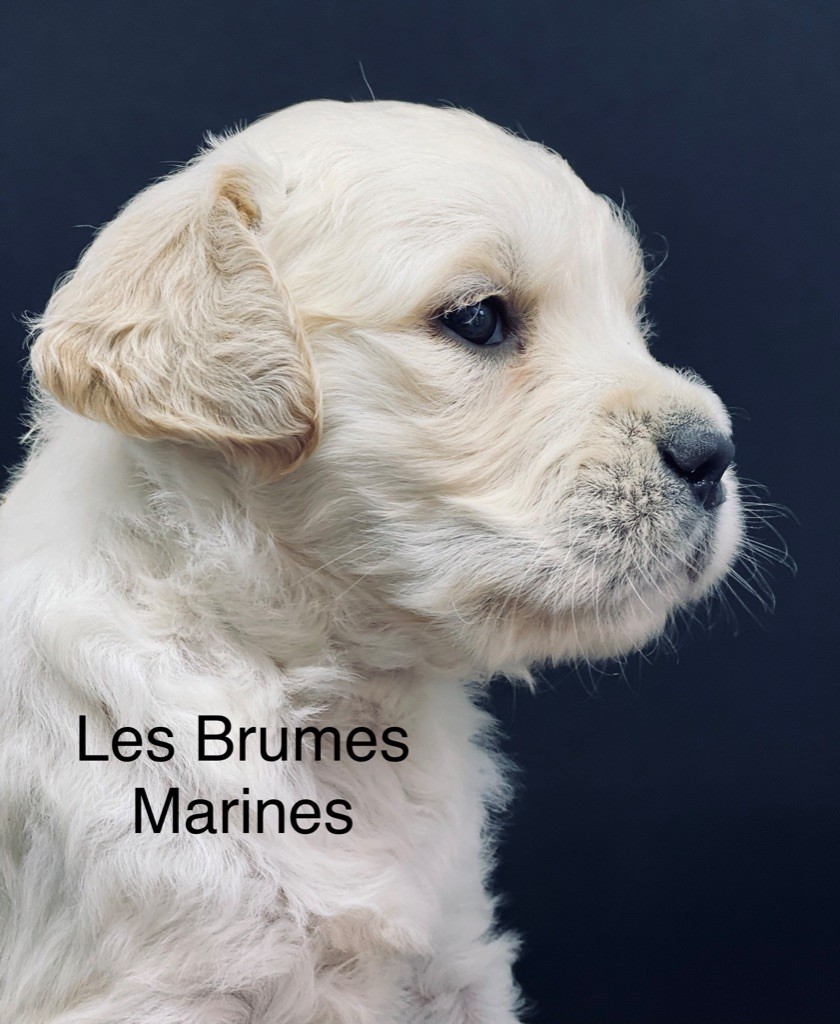 Des Brumes Marines - Appeler nous pour connaître les naissances