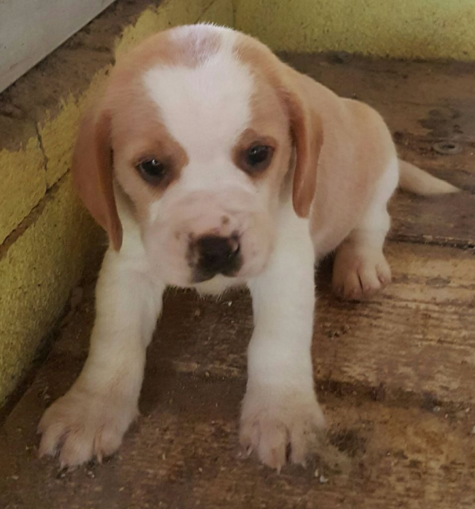 Des Capitelles Des Valorgues - Chiots disponibles - Beagle