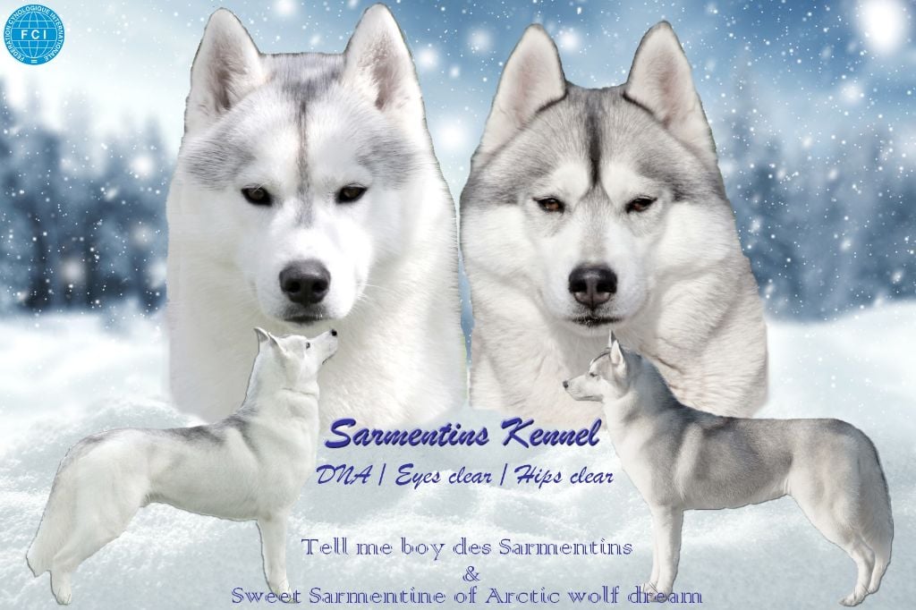 Des Sarmentins - Chiots