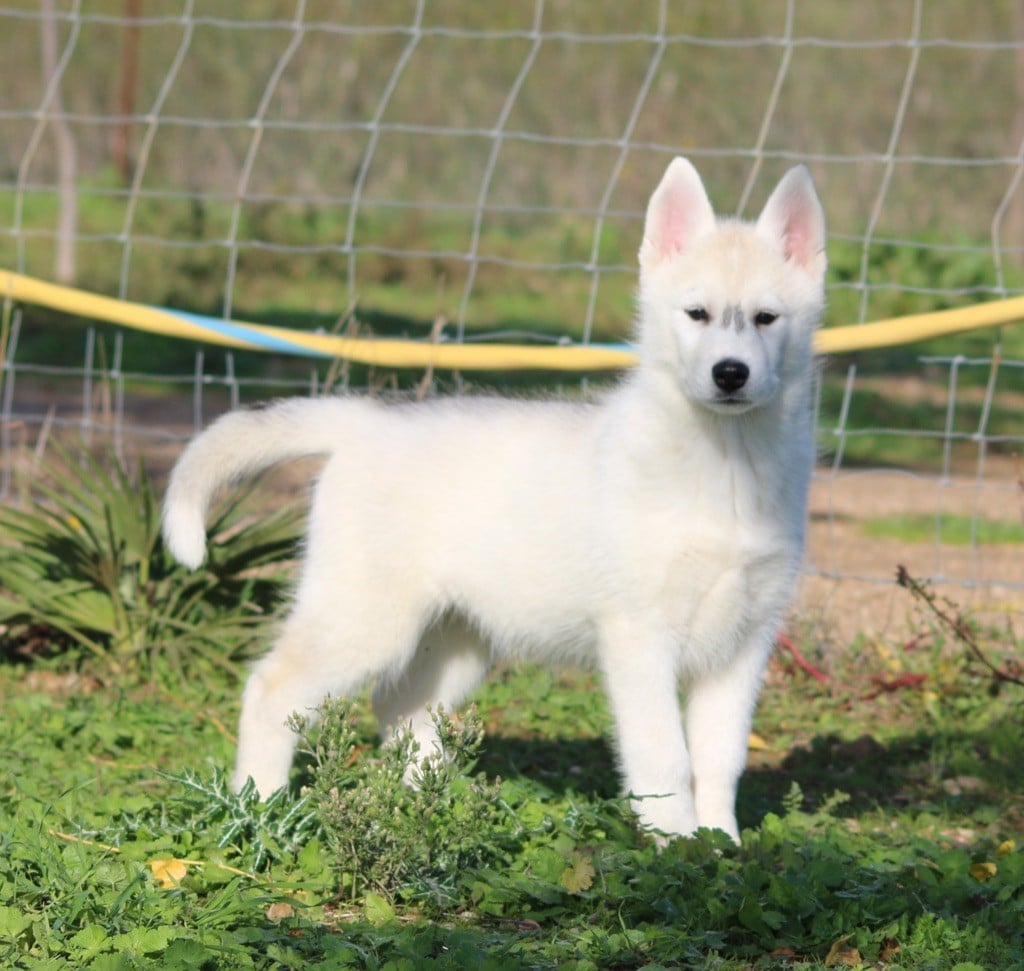 Of Wolf Siberian Song - Siberian Husky - Portée née le 05/09/2024