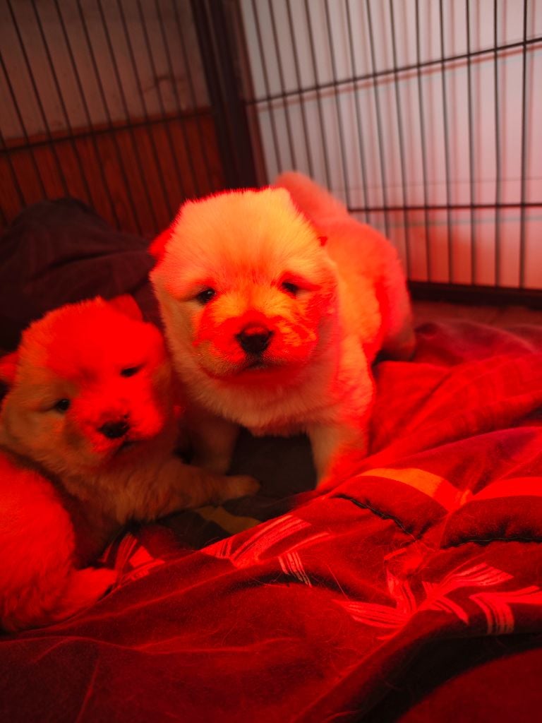 Du Domaine De Lu Ti - Chiots disponibles - Chow Chow