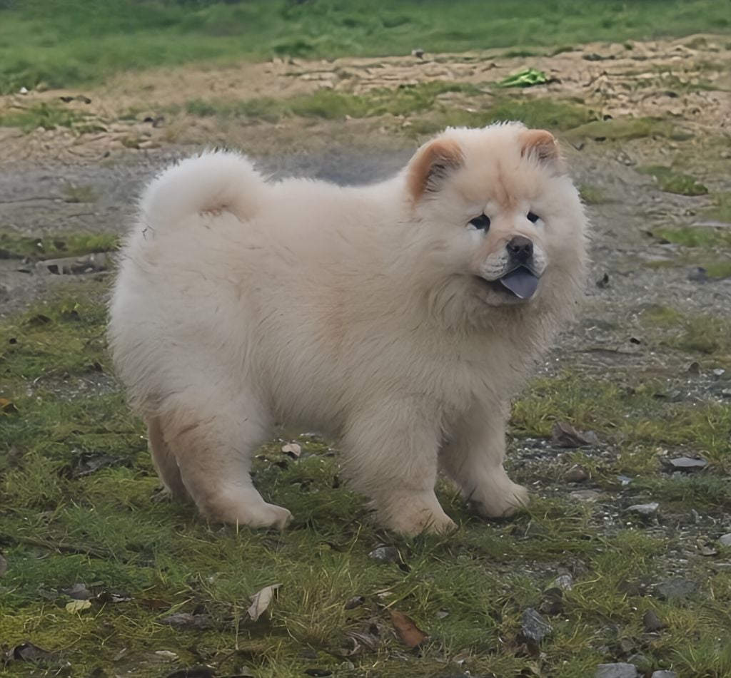 Du Domaine De Lu Ti - Chiots disponibles - Chow Chow