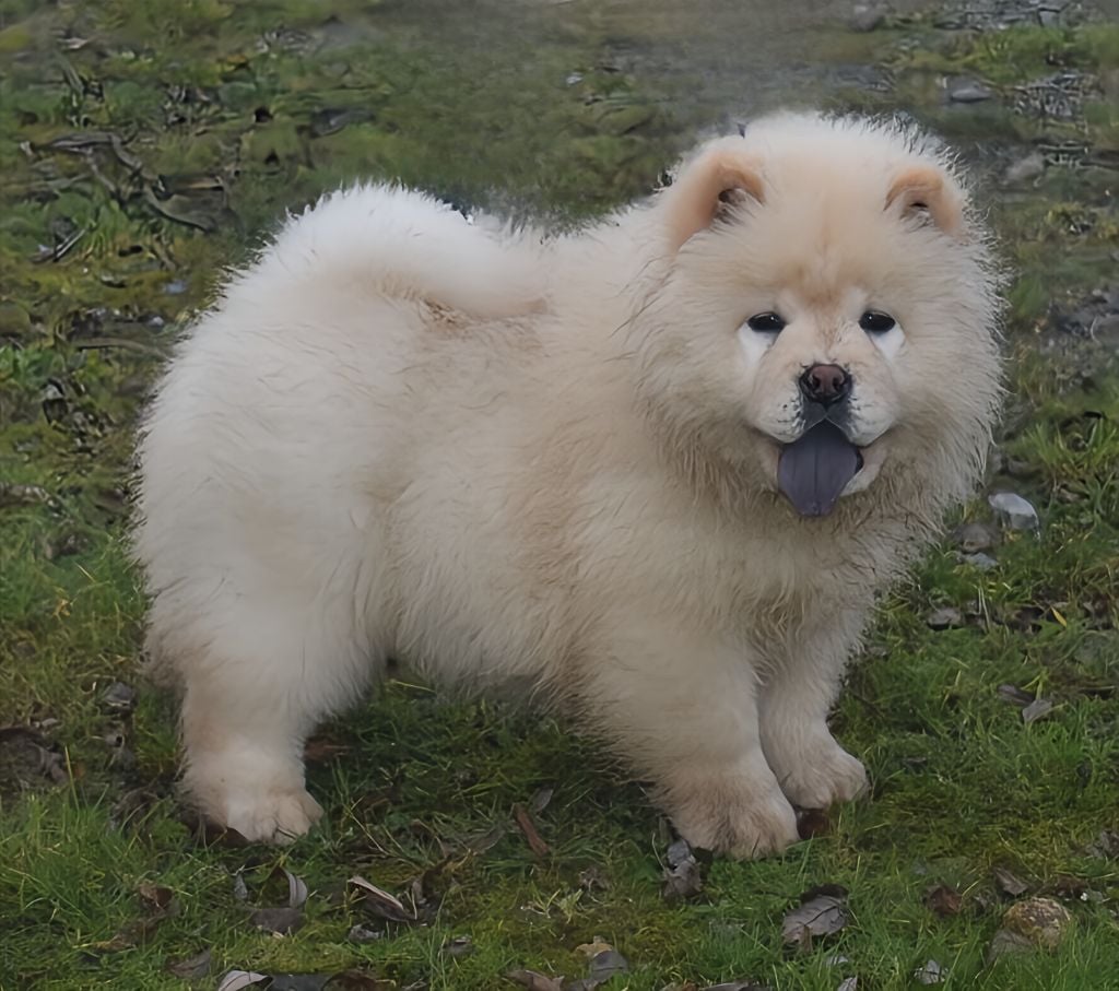 Du Domaine De Lu Ti - Chiots disponibles - Chow Chow