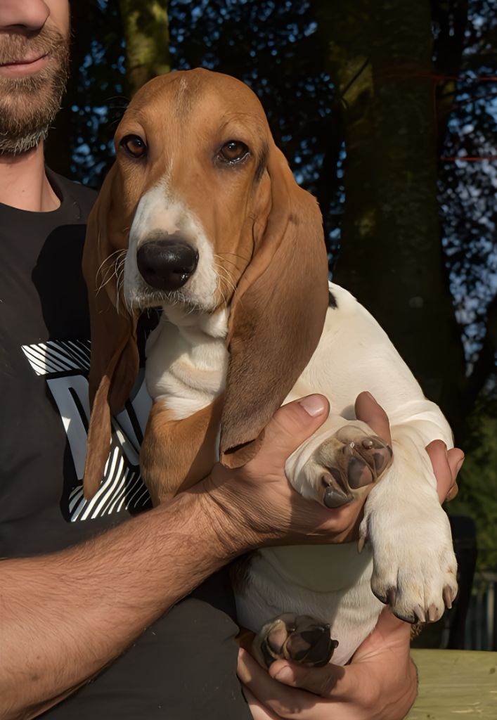 Du Domaine De Lu Ti - Chiots disponibles - Basset Artesien Normand