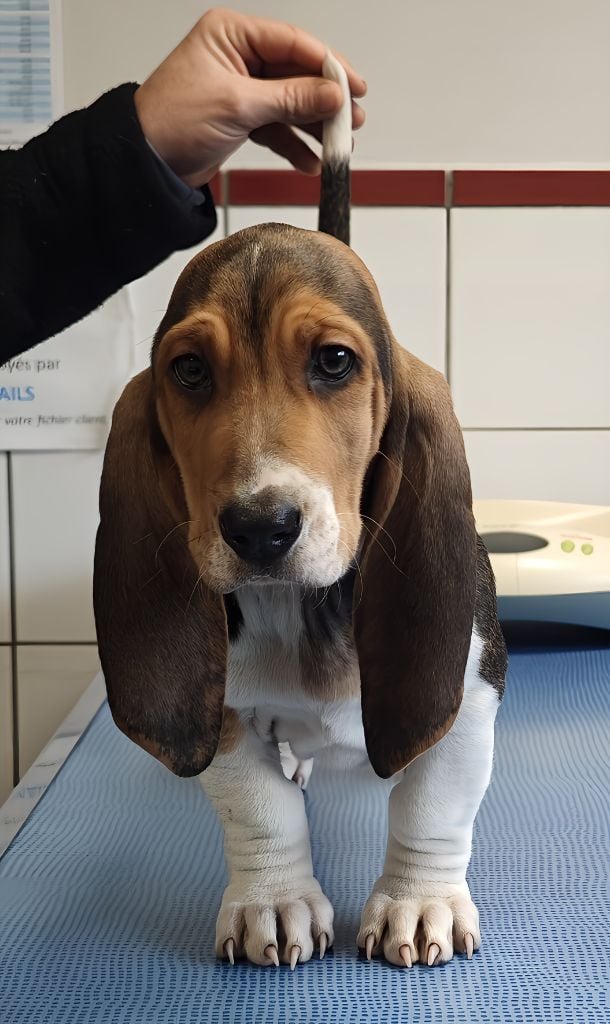 Du Domaine De Lu Ti - Chiots disponibles - Basset Artesien Normand