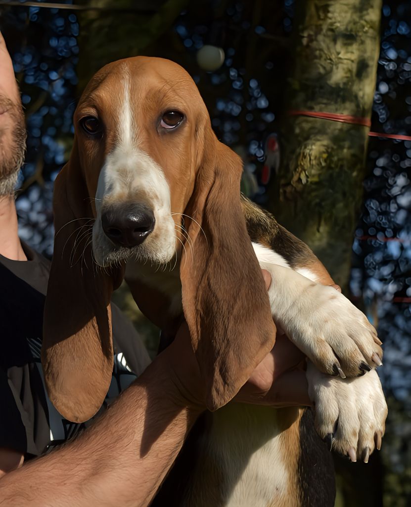 Du Domaine De Lu Ti - Chiots disponibles - Basset Artesien Normand