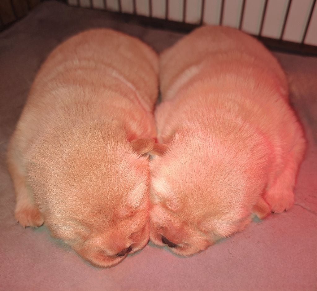 Du Domaine De Lu Ti - Chiots disponibles - Chow Chow