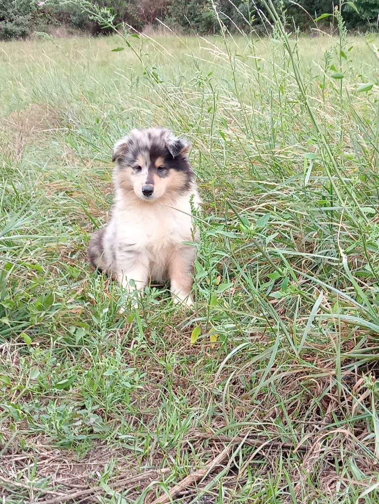 Des Vergers De Iacchos - Chiots disponibles - Colley à poil long