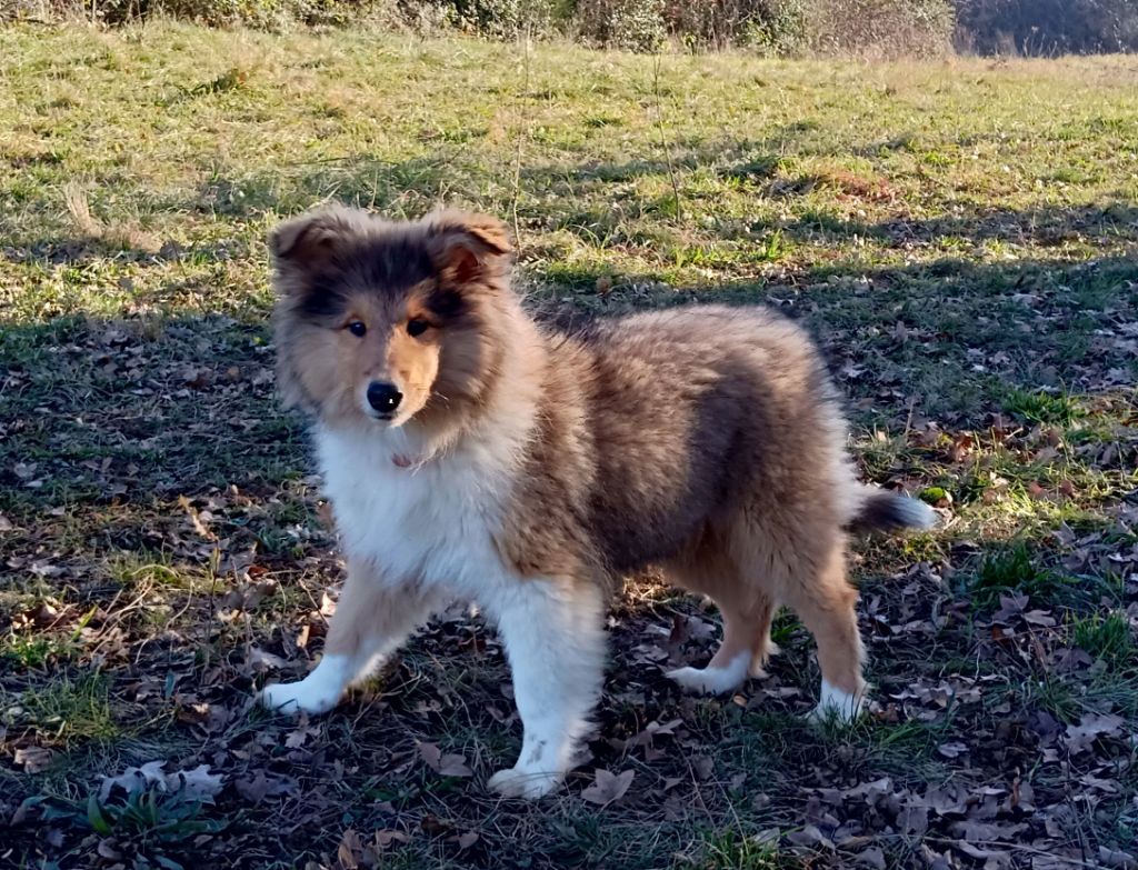 Des Vergers De Iacchos - Chiots disponibles - Colley à poil long