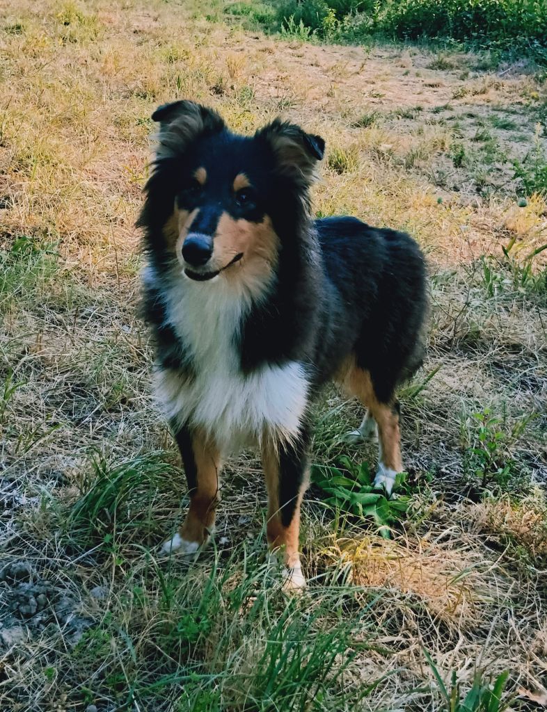 Des Vergers De Iacchos - Chiots disponibles - Colley à poil long