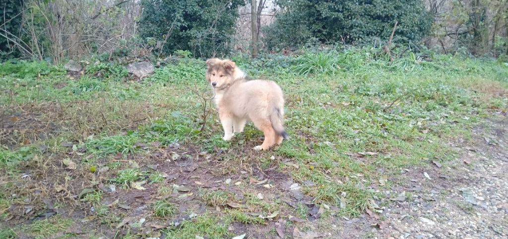 Des Vergers De Iacchos - Chiots disponibles - Colley à poil long