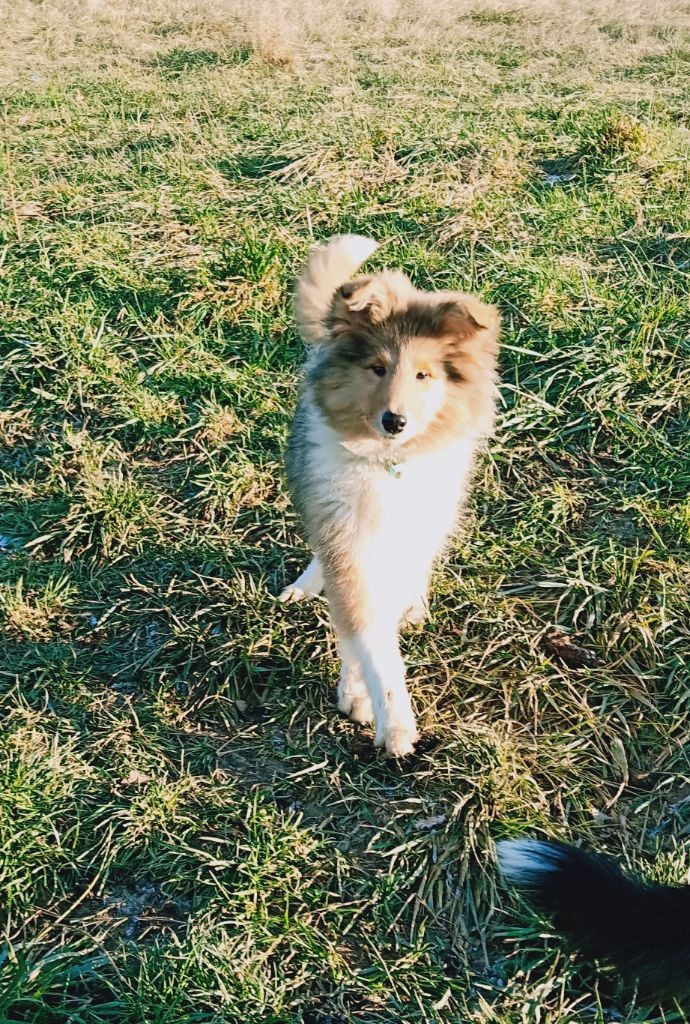 Des Vergers De Iacchos - Chiots disponibles - Colley à poil long