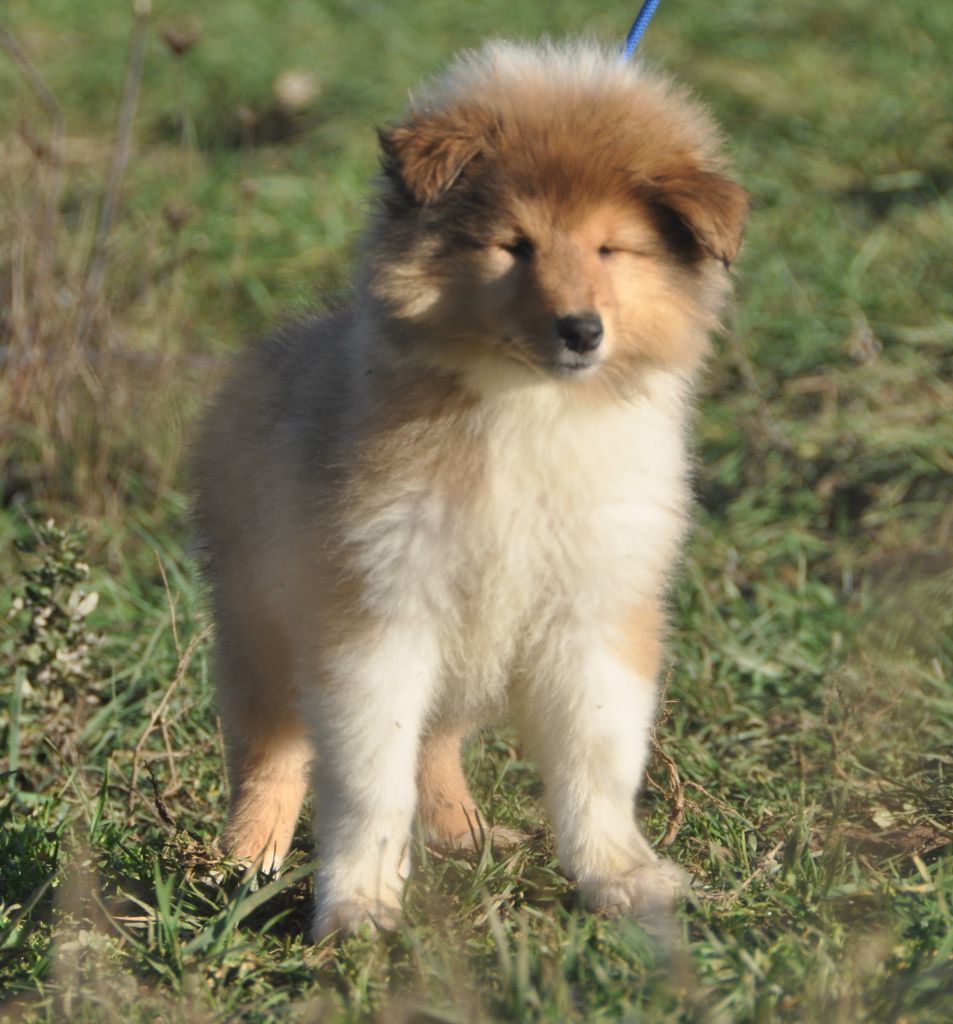 Des Vergers De Iacchos - Chiots disponibles - Colley à poil long