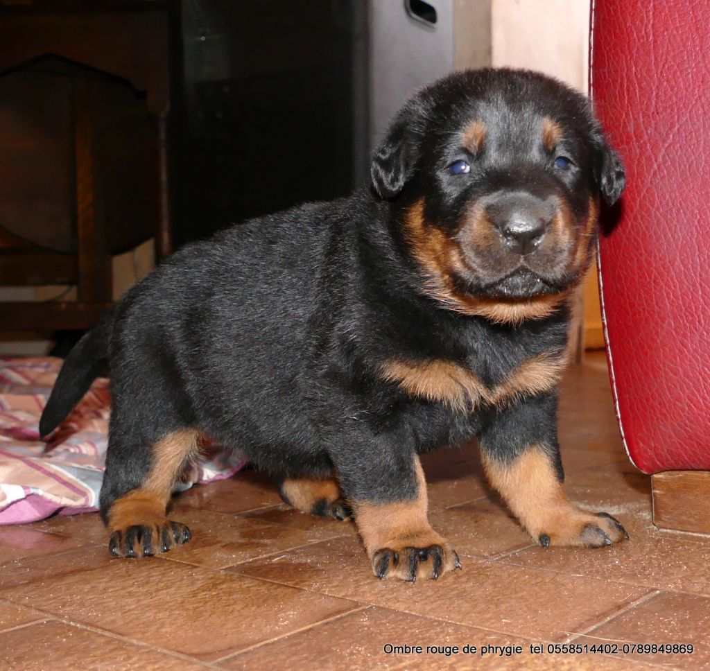 De L'ombre Rouge De Phrygie - Chiots beaucerons dosponibles en Mars et Avril 2018