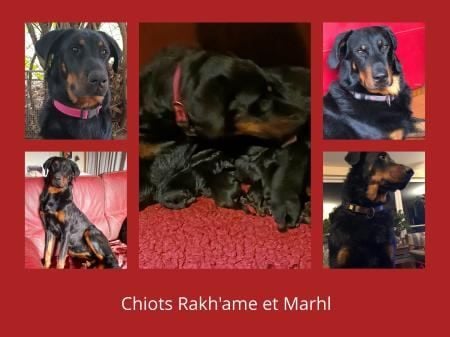 De L'ombre Rouge De Phrygie - Chiots disponibles vers le 11 aout 2023