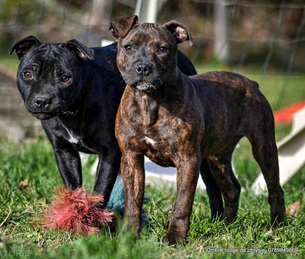 Chiot Staffordshire Bull Terrier De L'ombre Rouge De Phrygie