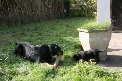 Des Chevaliers Du Soleil - La maman, Cniajna, avec un des chiots