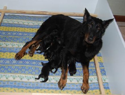 Des Chevaliers Du Soleil - Ul'Team et Blesk ont eu 10 chiots nés hier!