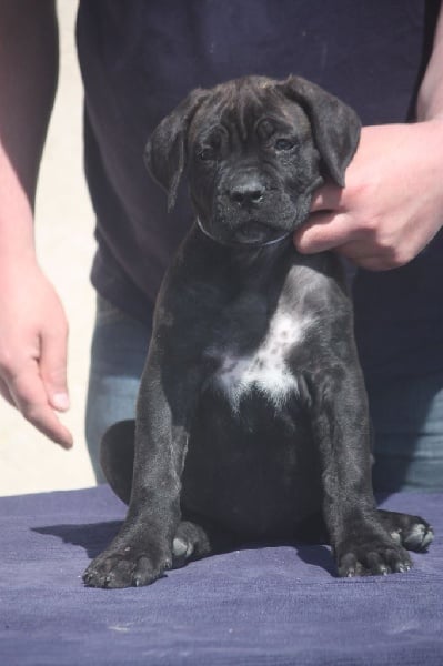 des Anges Gardiens du Tibre - Chiots disponibles - Cane Corso