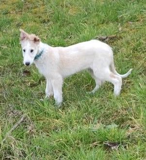 de l'hermitage d'eole - Chiots disponibles - Barzoi