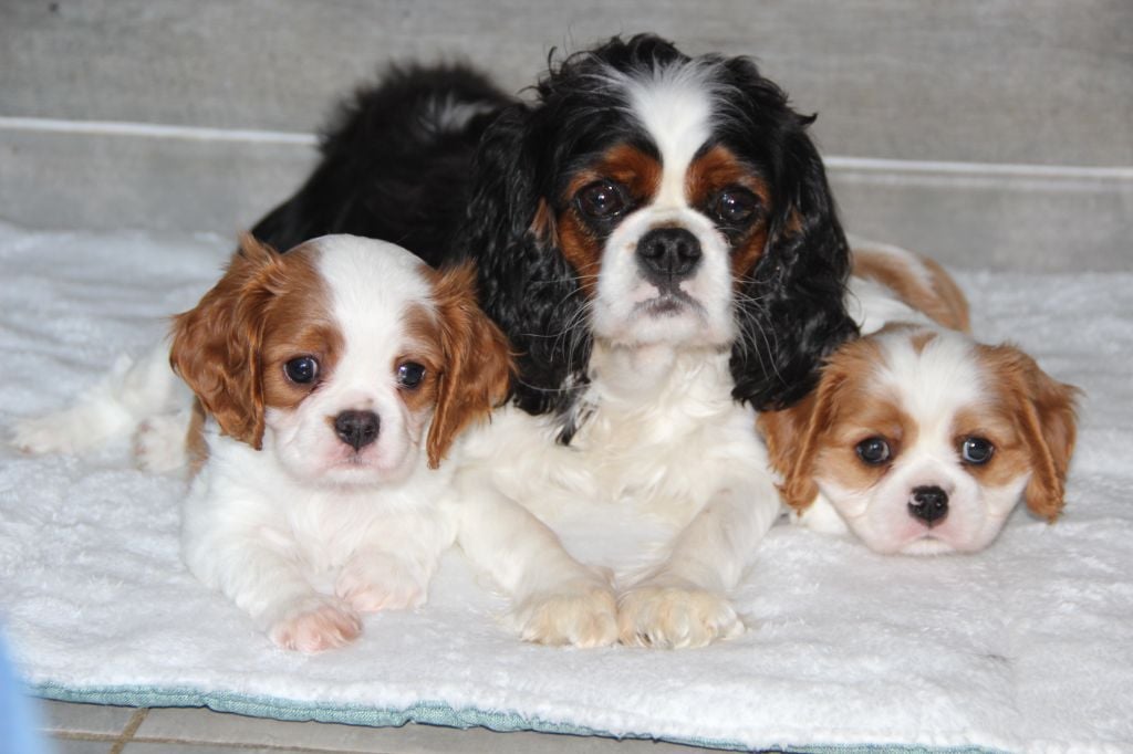 De La Plaine D'illiberis - Cavalier King Charles Spaniel - Portée née le 20/09/2024