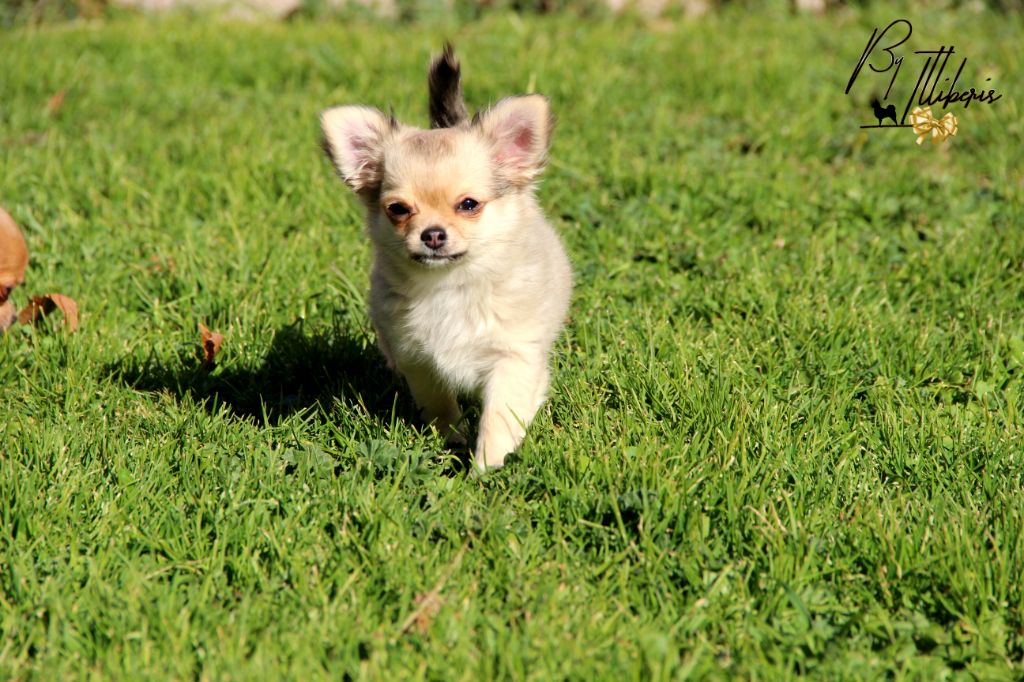 Chiot Chihuahua De La Plaine D'illiberis