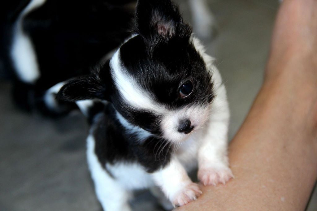 Chiot Chihuahua De La Plaine D'illiberis