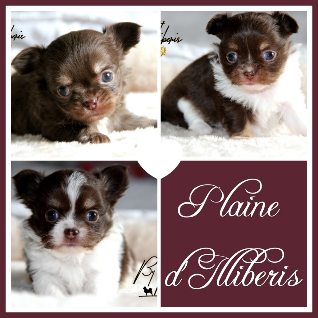 Chiot Chihuahua De La Plaine D'illiberis