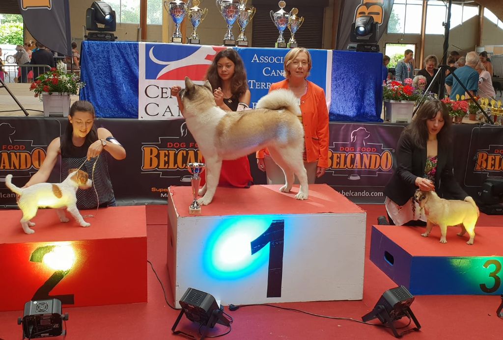 Of Iron Duck - BEST IN SHOW PUPPY SAULIEU 2018