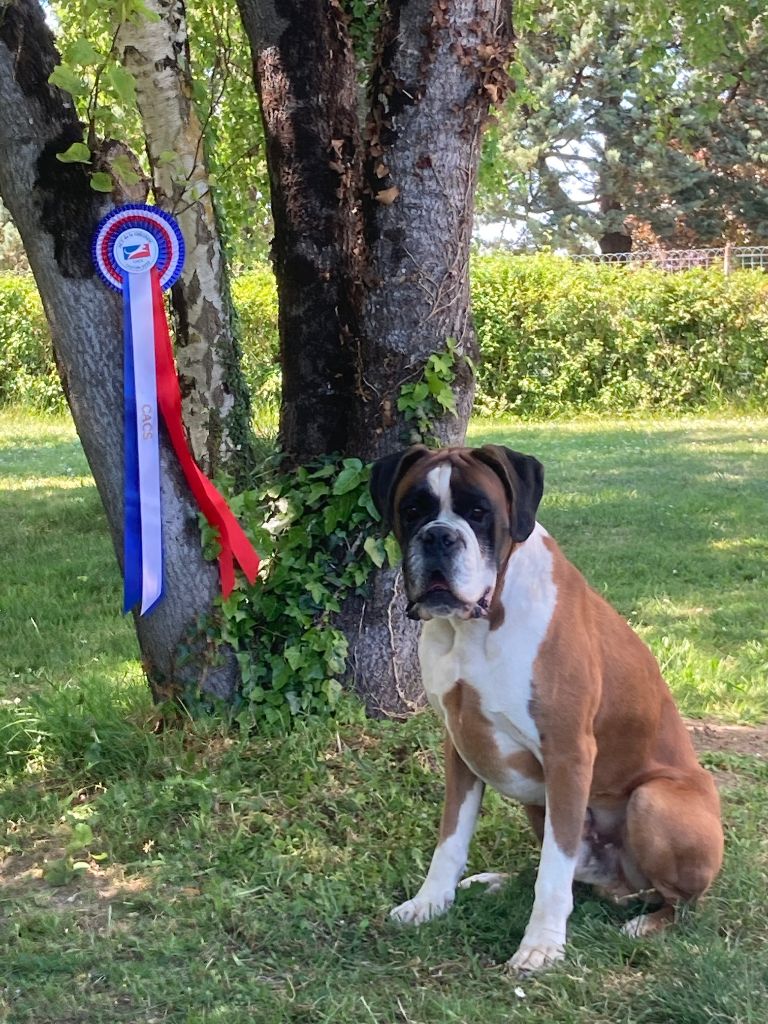 Du Haras Des Fougeres - EXPO de LANTON CACS pour NELSON et MEILLEUR PUPPY BOXER pour SHANON