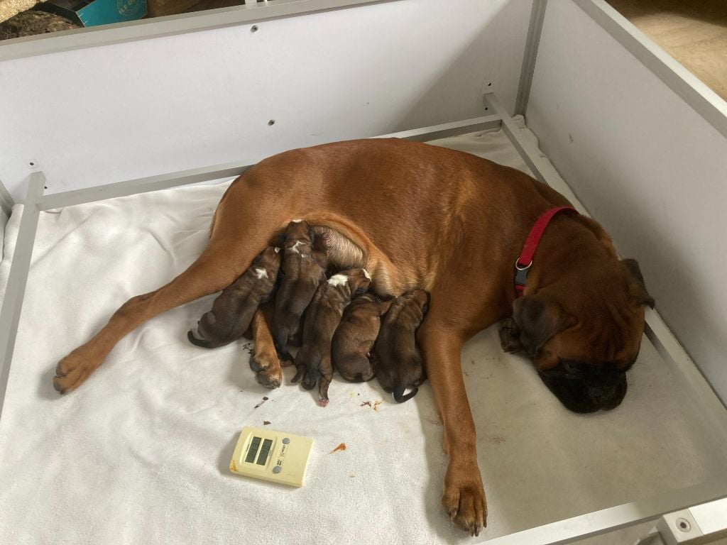 Chiot Boxer Du Haras Des Fougeres