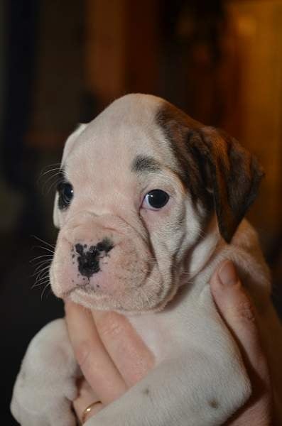 Du Haras Des Fougeres - Boxer - Portée née le 10/12/2011