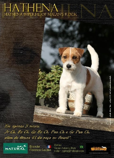 of Malan's Rock - Nos plus beaux Jack Russell en photos dans la rubrique Album