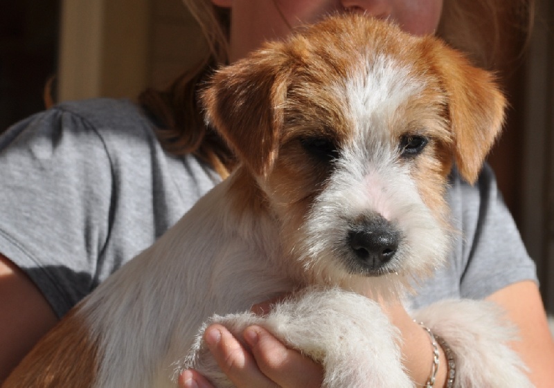 of Malan's Rock - Jack Russell Terrier - Portée née le 28/06/2012