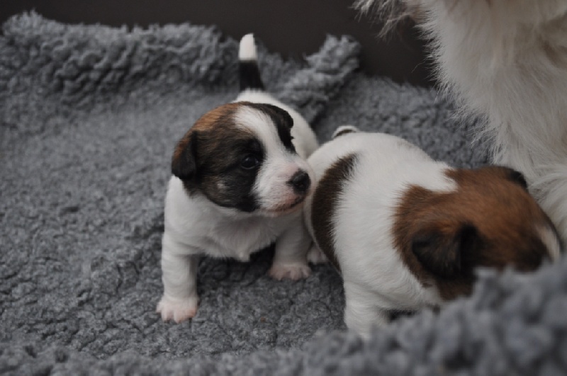 Chiot Jack Russell Terrier of Malan's Rock