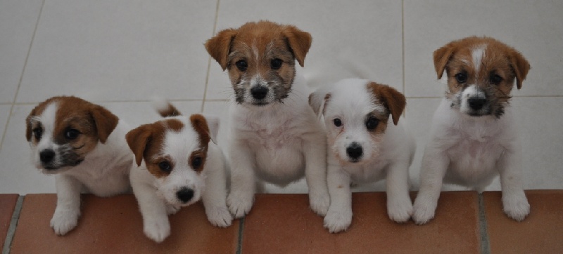 of Malan's Rock - Jack Russell Terrier - Portée née le 27/07/2011