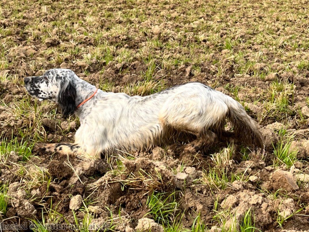 nouvelle portée aux hauts burons du cantal