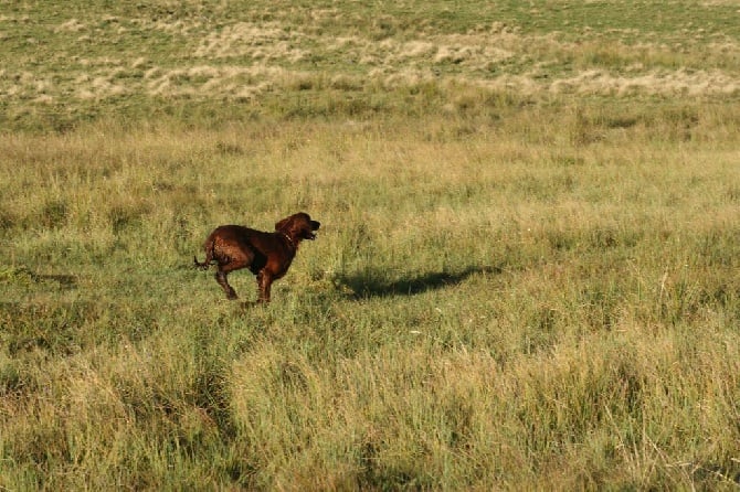 Field été 2014 bécassine 