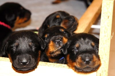 Des Bergers Du Lac - Les bébés 12 jours