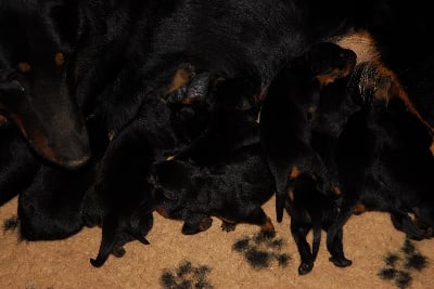 Des Bergers Du Lac - Photos des bébés à 3 jours.