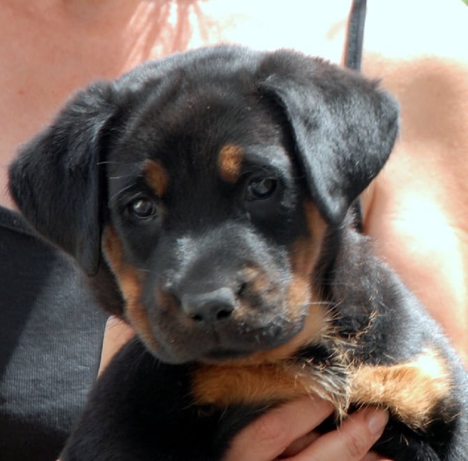 Portraits des chiots de C'Taiga et Genesis à 6 semaines