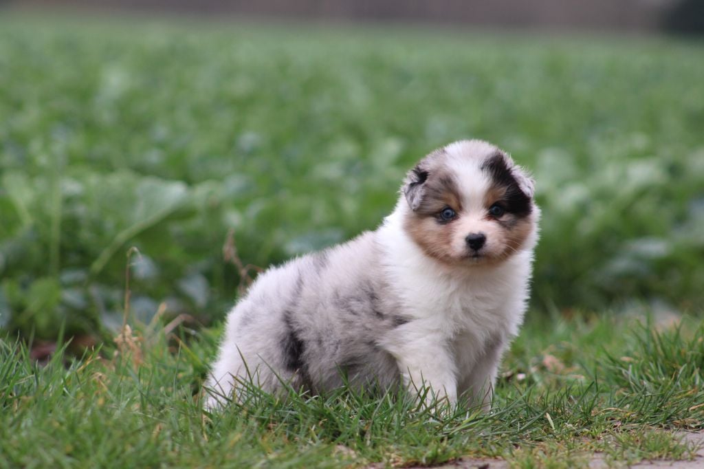 Des Bergers D'eden - Chiots disponibles - Berger Australien