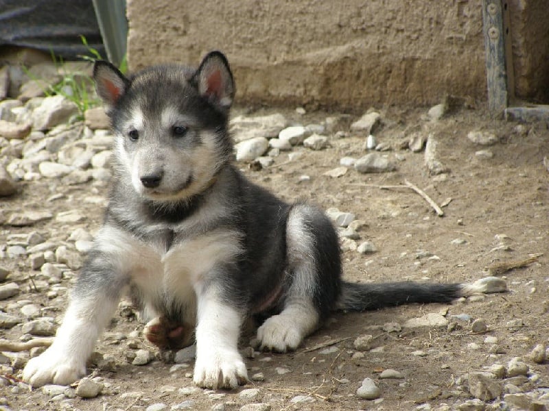 Des Loups Du Valgo - Chiots disponibles - Alaskan Malamute