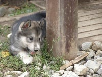 Lazy Mountain LAKOTA des Loups du Valgo